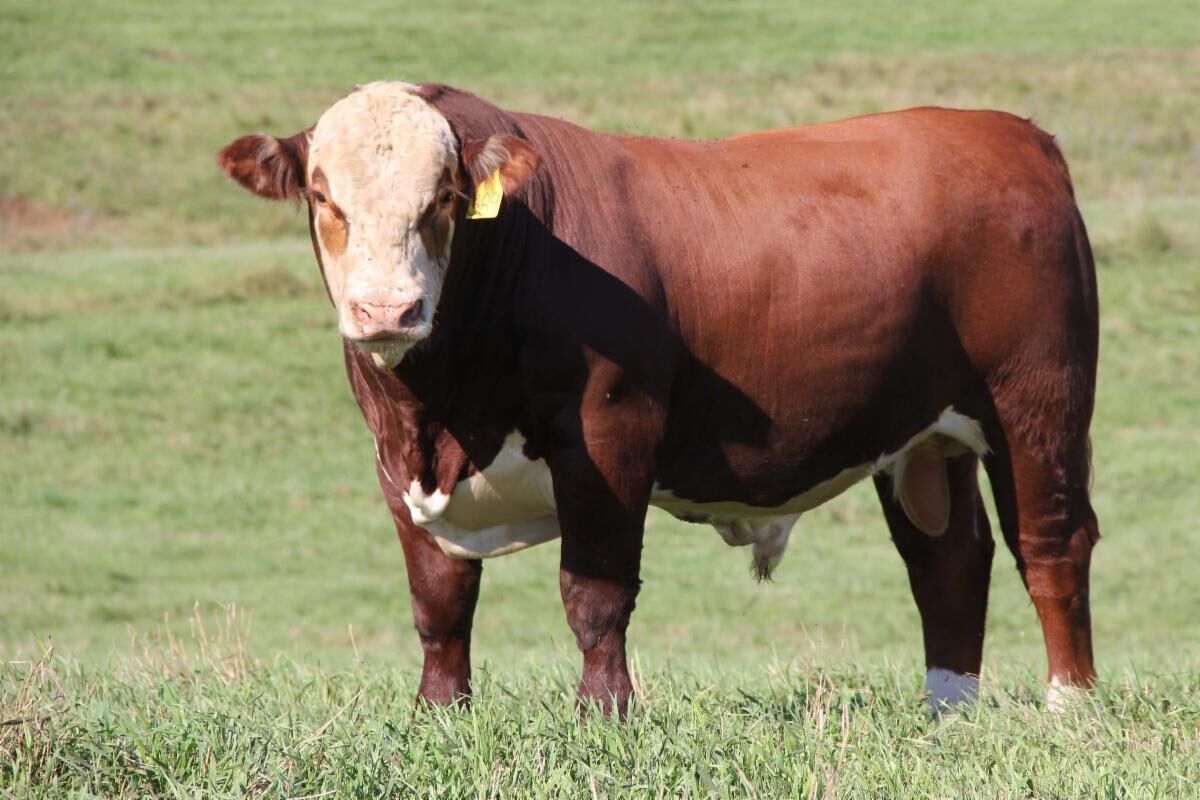 CC Bull Generic Hereford